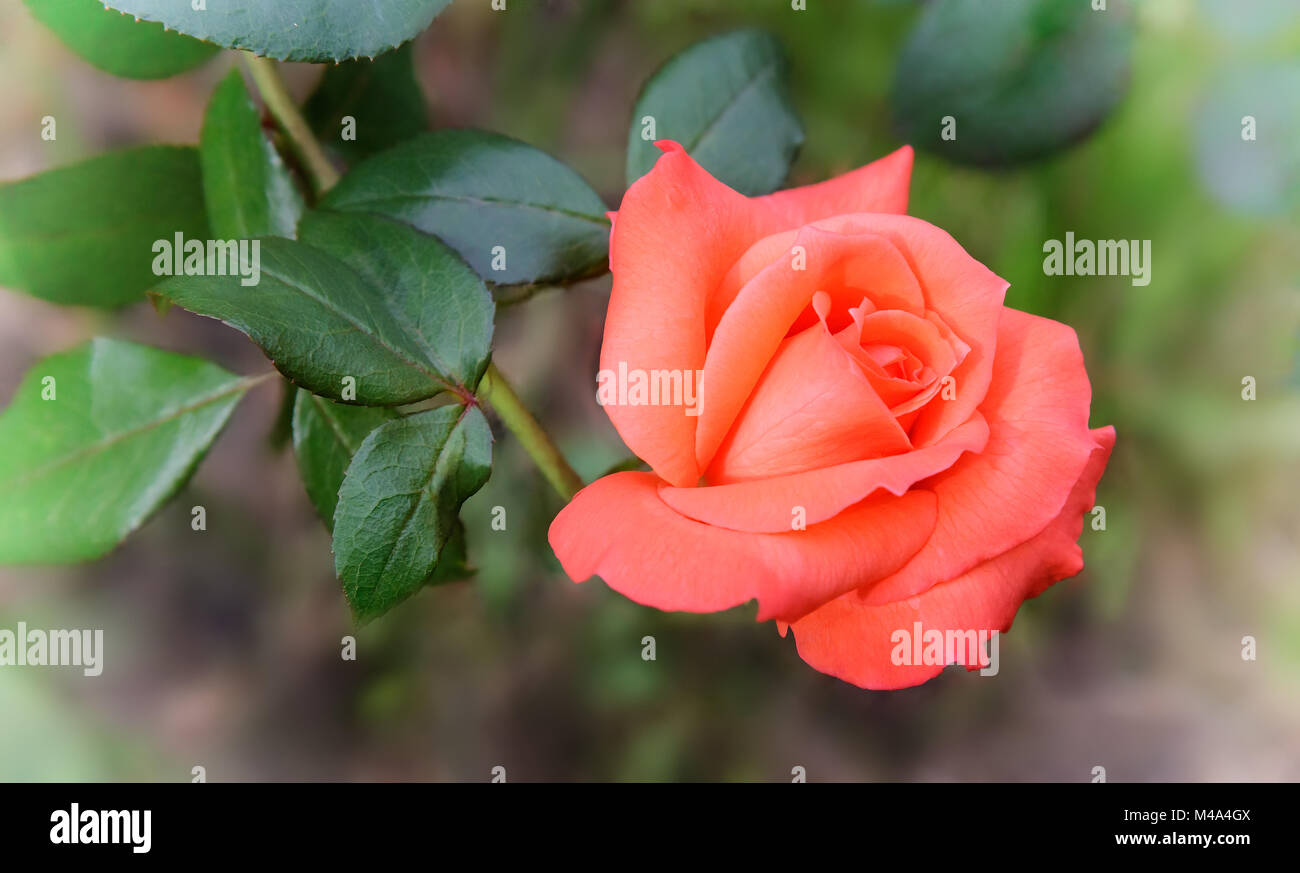 Beautiful blossoming rose against the green of the leaves Stock Photo