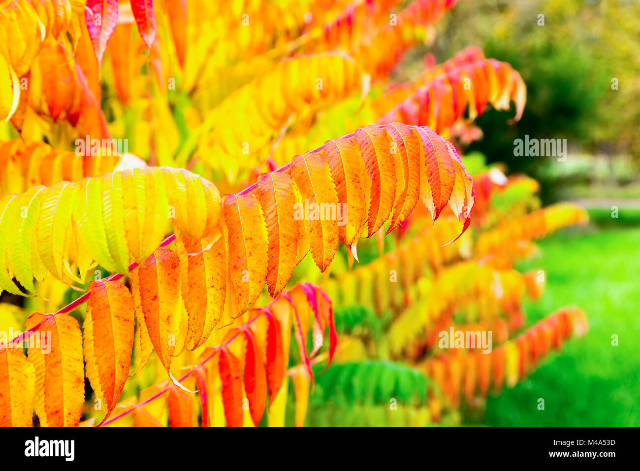 Colorful tree leaves in autumn season outdoors Stock Photo