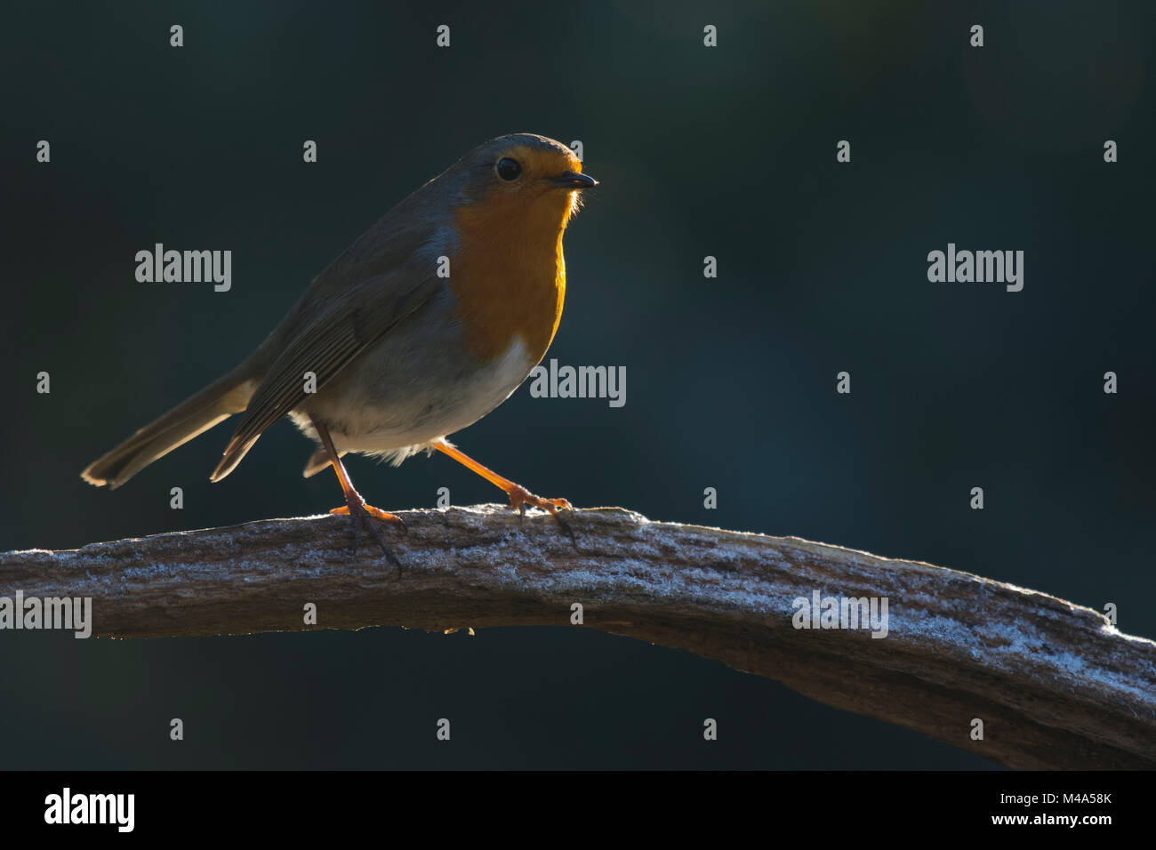 European robin (Erithacus rubecula) sits on a branch,backlit,Emsland ...