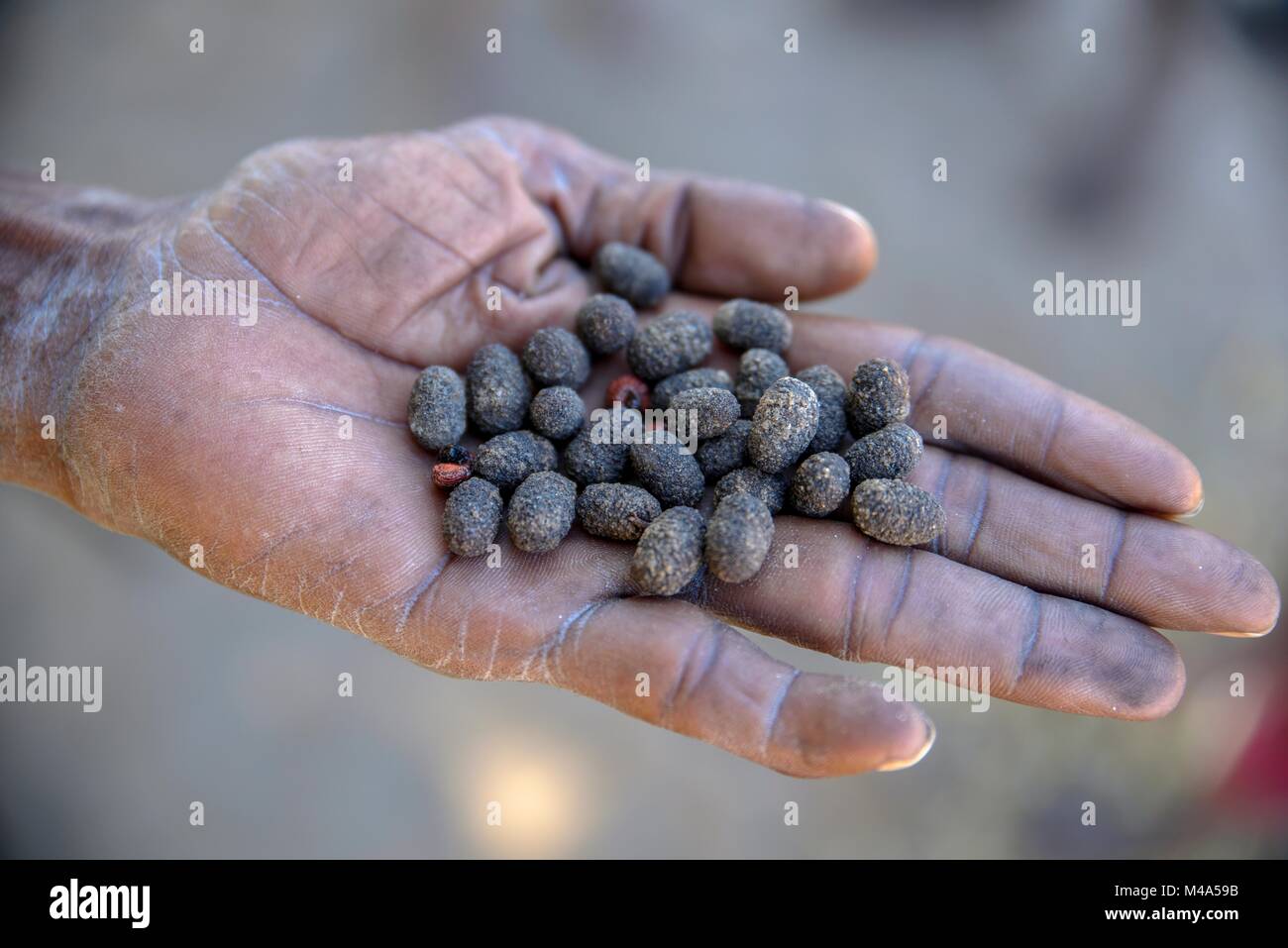 Cocoons,Bushman arrow-poison beetle (Diamphidia nigroornata) in the hands of a Bushman,for the production of arrow poison Stock Photo