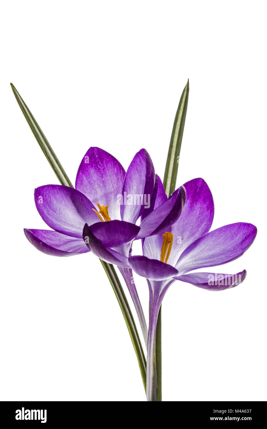 Purple flowers of crocus, isolated on white background Stock Photo
