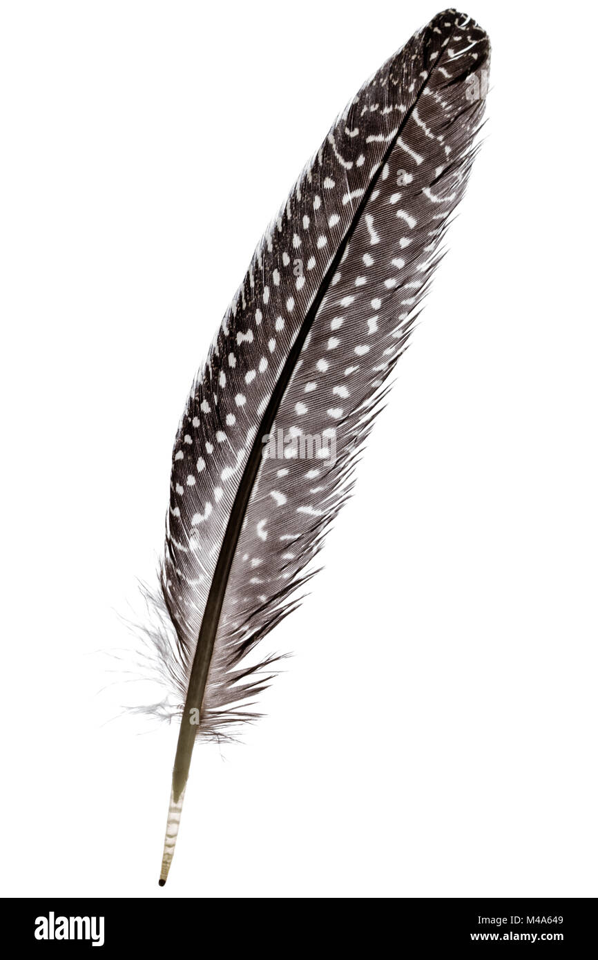 Black feather with white dots hi-res stock photography and images - Alamy