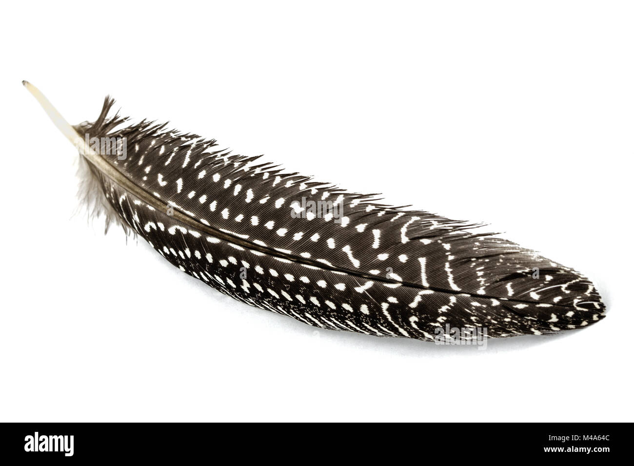 Feather of guinea fowl, isolated on white background Stock Photo - Alamy