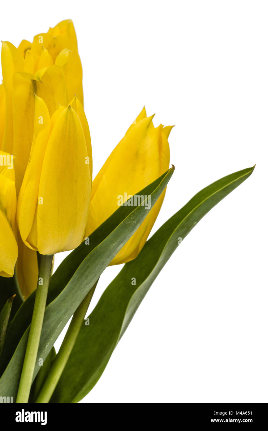 Bouquet from yellow tulips, isolated on white background Stock Photo ...