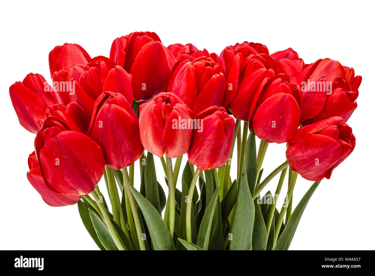 Bouquet of red flowers tulips, isolated on white background Stock Photo ...