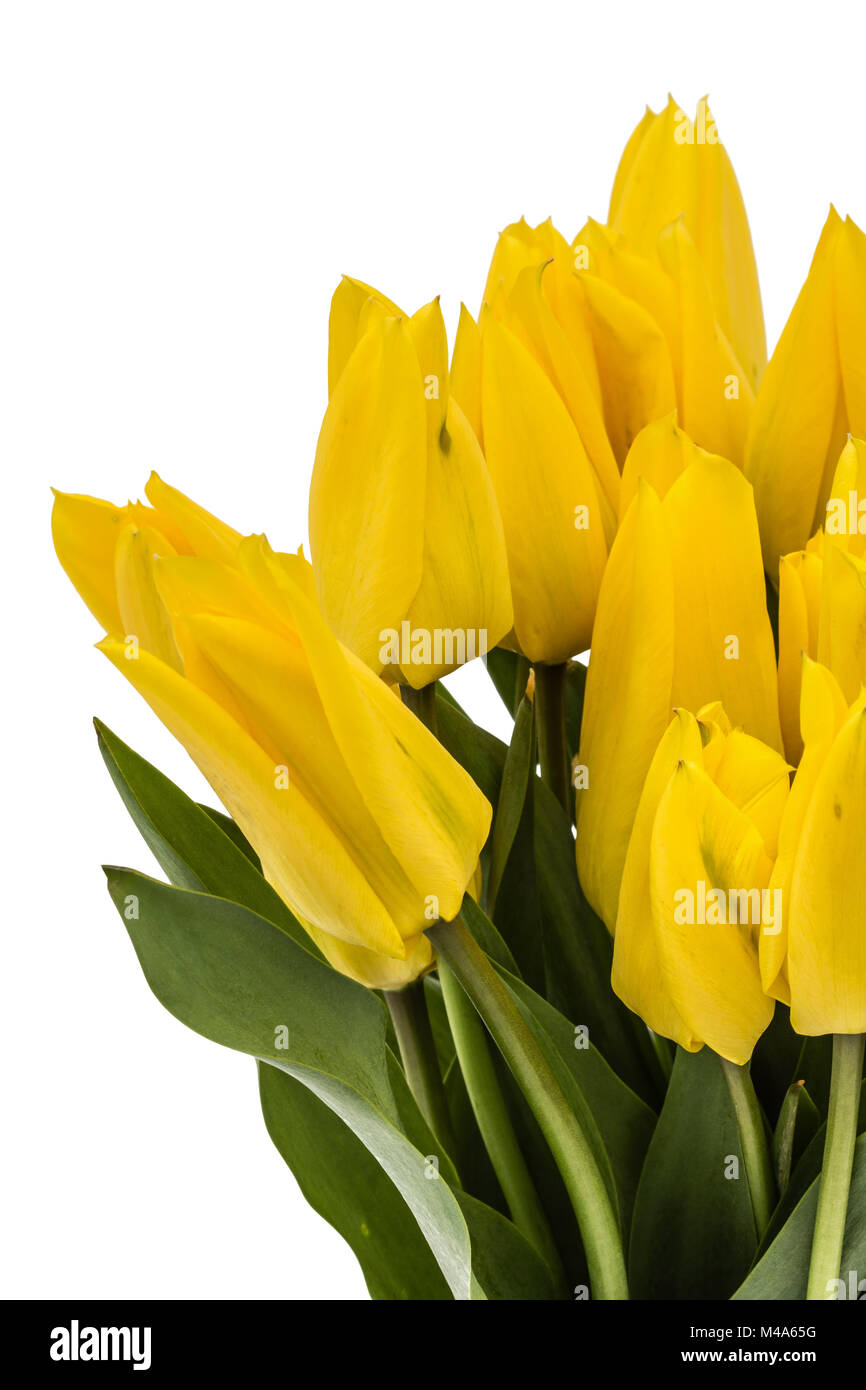Bouquet from yellow tulips, isolated on white background Stock Photo ...