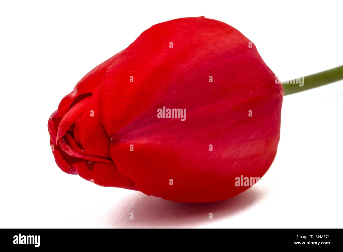 Flower of red tulip close-up, isolated on white background Stock Photo ...