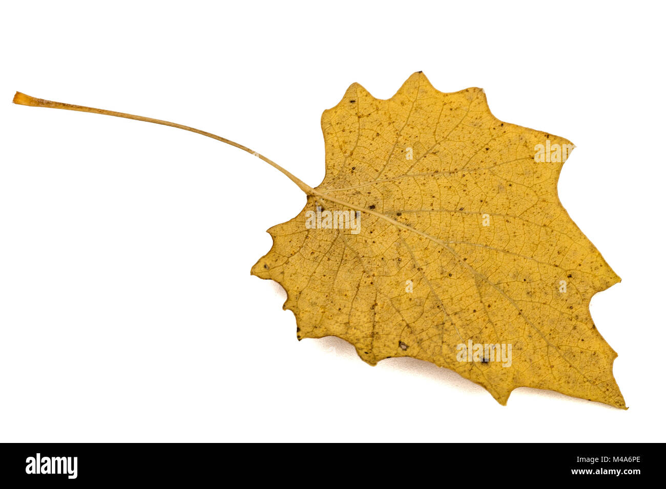Yellow the fallen autumn leaf, isolated on white background Stock Photo