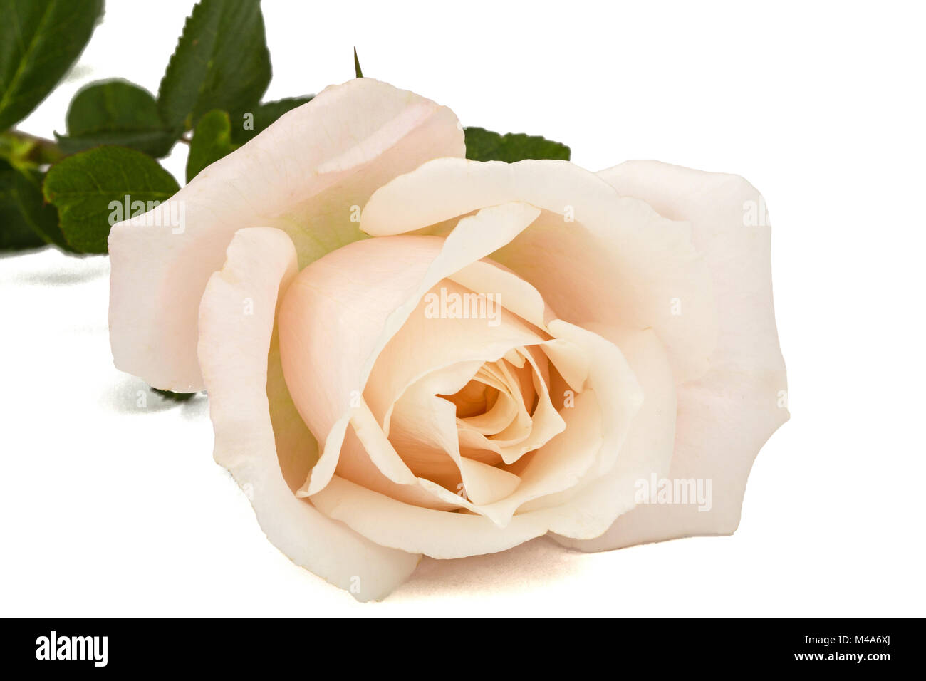 Flower of rose close-up, isolated on white background Stock Photo - Alamy