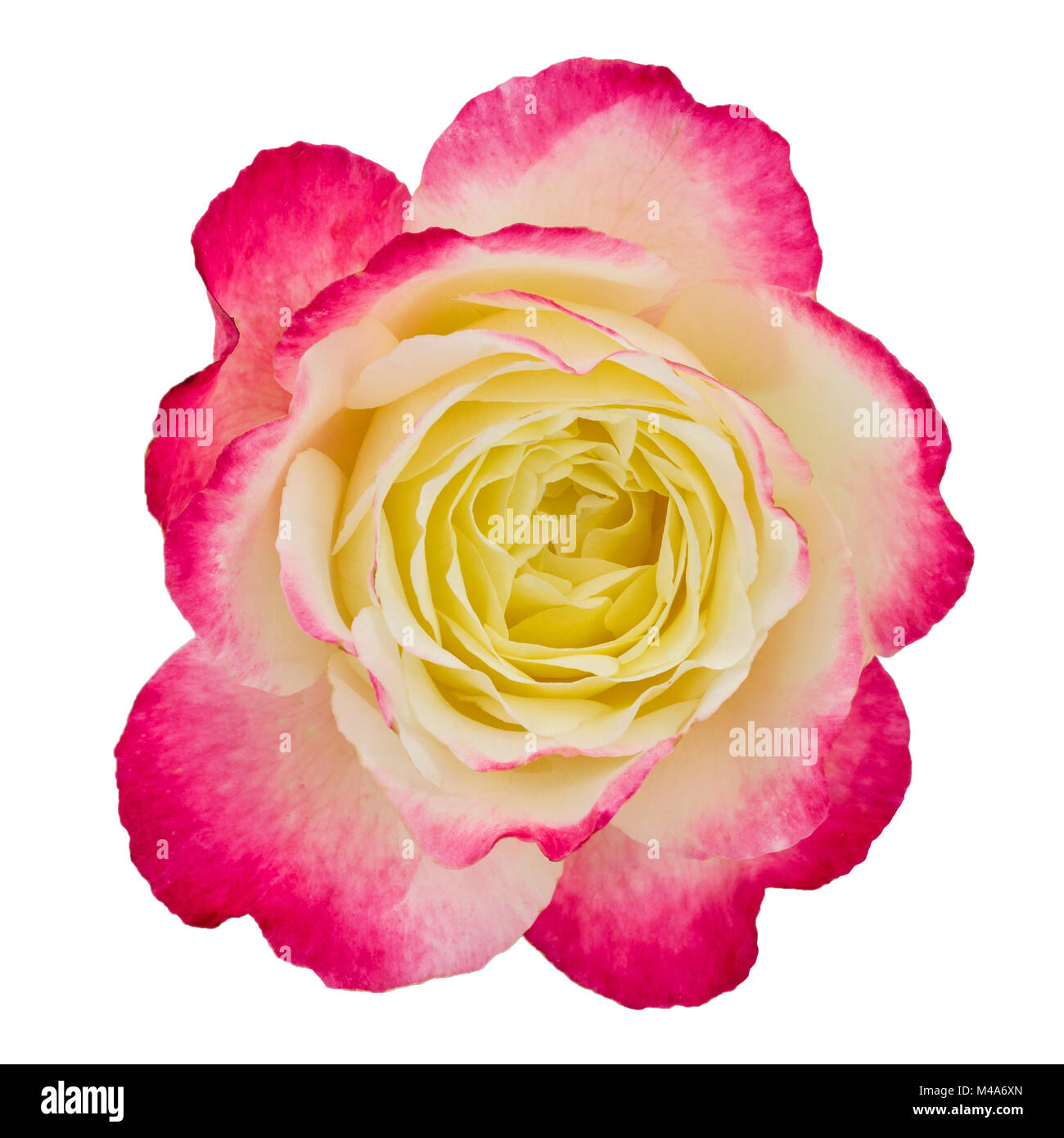 Flower of rose close-up, isolated on white background Stock Photo - Alamy