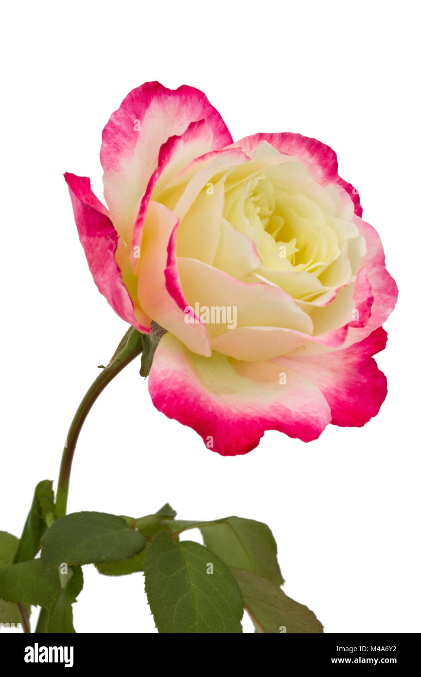Flower of rose close-up, isolated on white background Stock Photo - Alamy