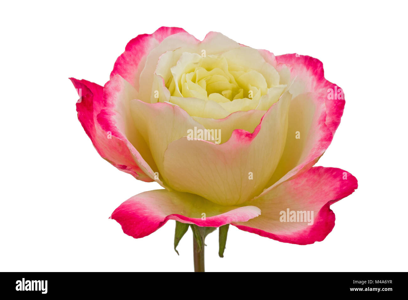 Flower of rose close-up, isolated on white background Stock Photo - Alamy