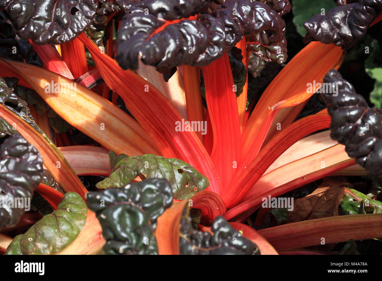 Red leaf beet Stock Photo