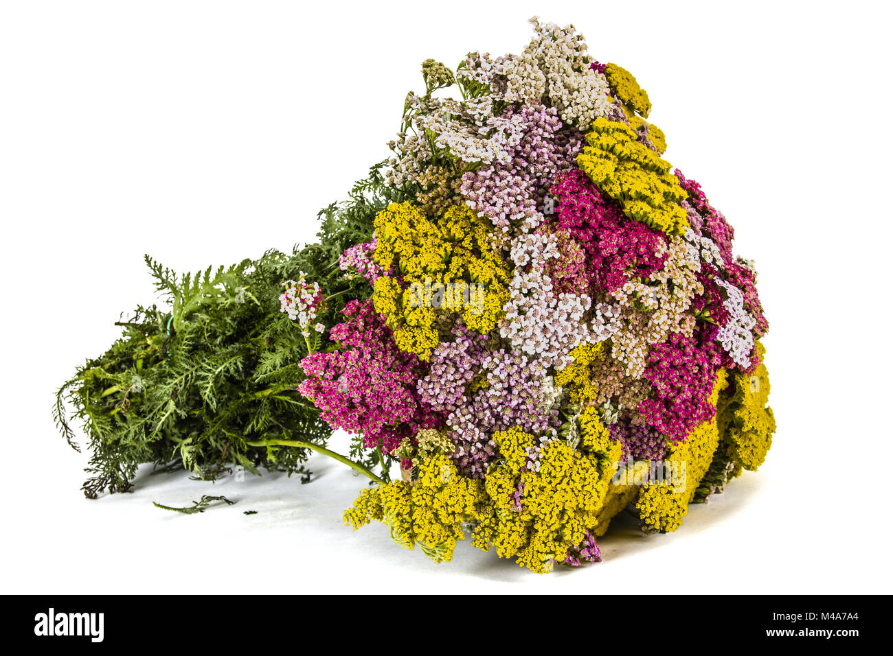 Beautiful bouquet flowers yarrow, isolated on white background Stock