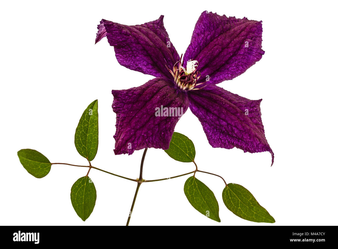 Clematis flowers, isolated on white background Stock Photo Alamy
