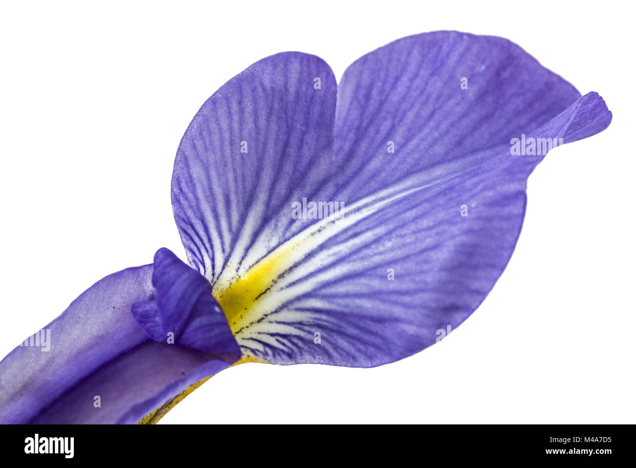 Petal the Iris flower, isolated on white, close-up Stock Photo - Alamy
