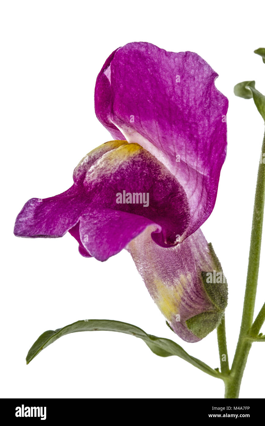 Flower of snapdragon, lat.Antirrhinum, isolated on white background Stock Photo