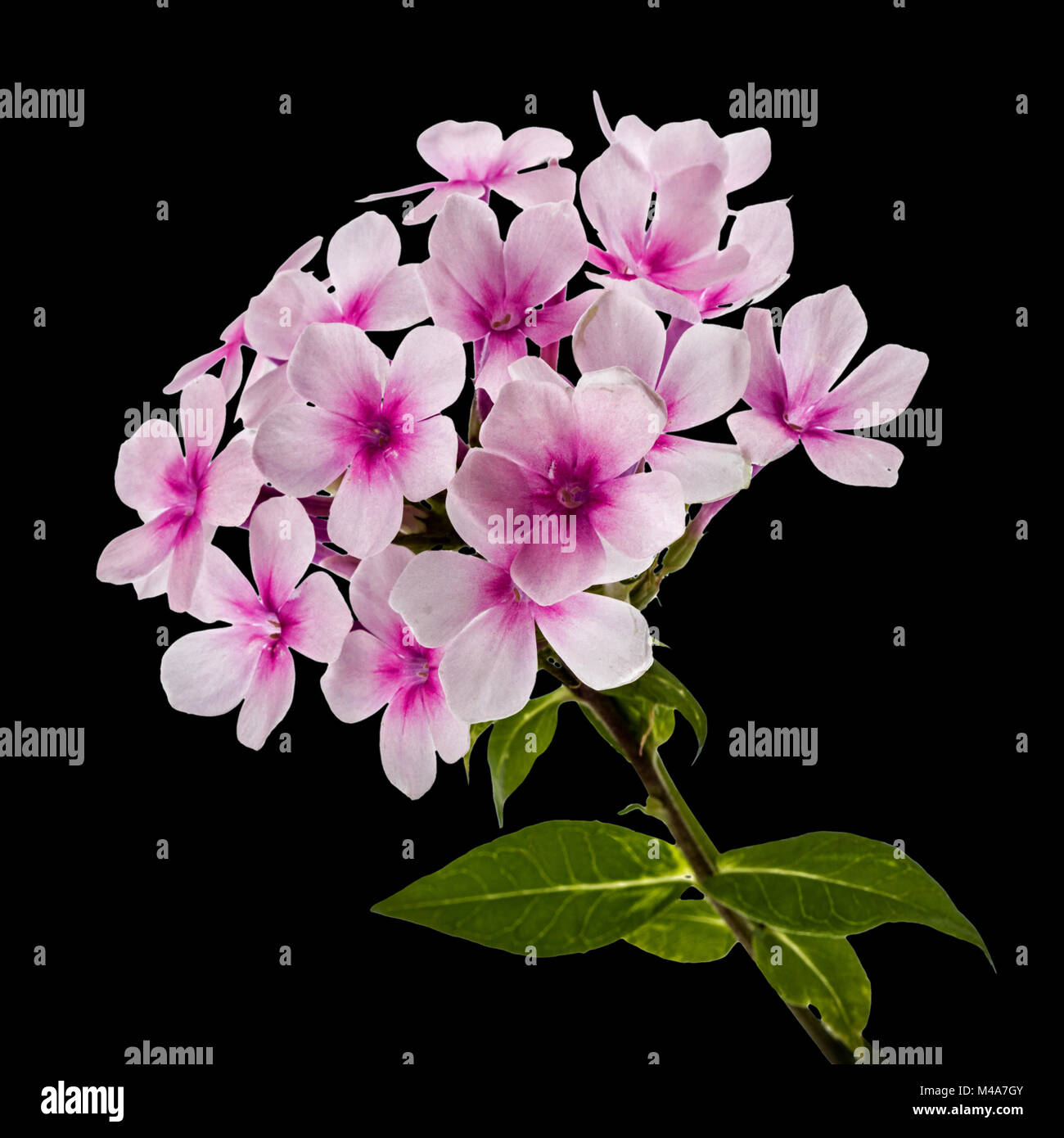 Pink flower phlox, isolated on black background Stock Photo