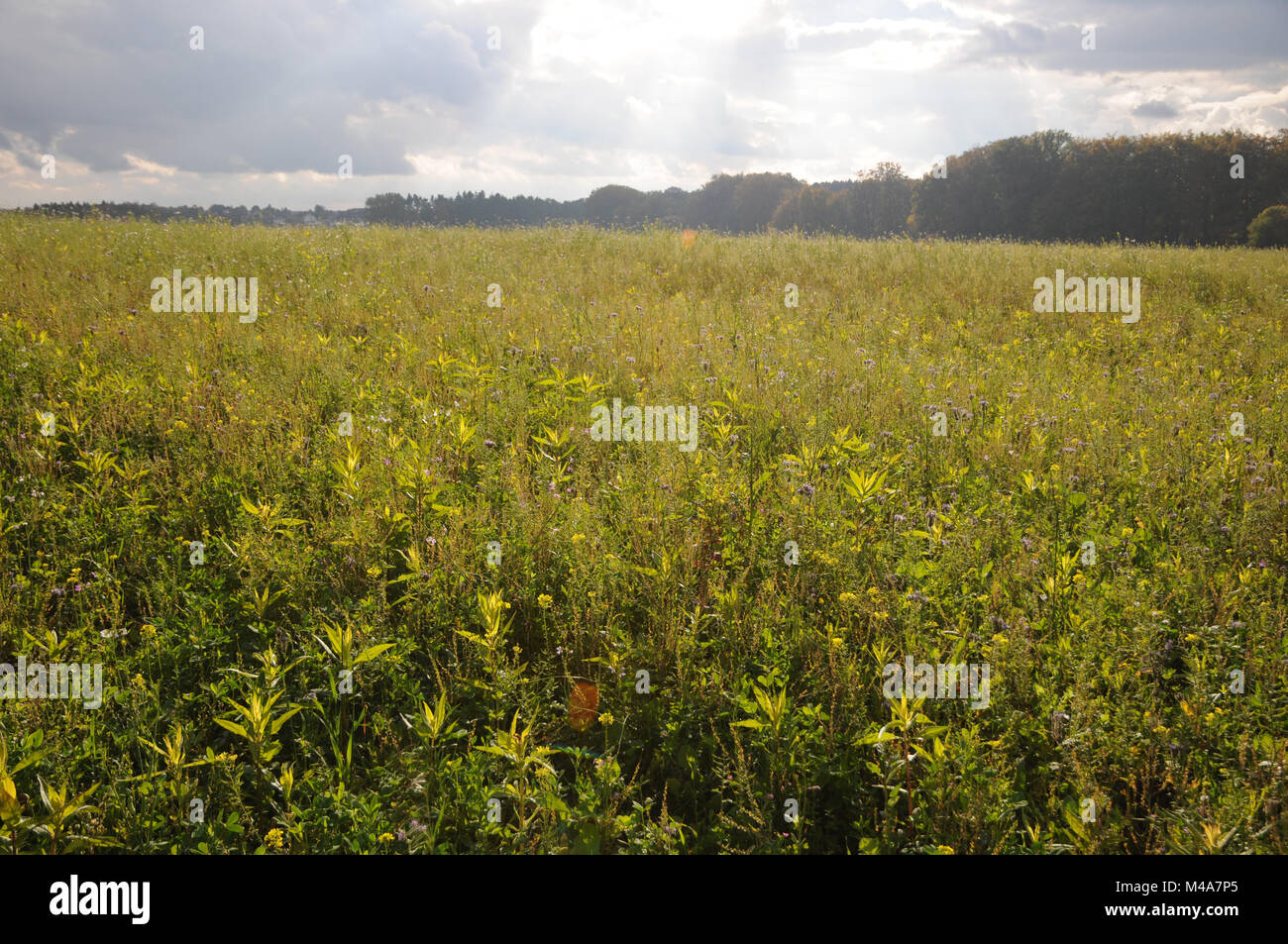 Guizotia abyssinica, Ramtil, Niger seed, green manure Stock Photo