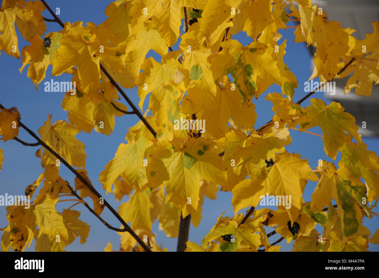 Acer pseudoplatanus, Sycamore maple, Autumn leaves Stock Photo