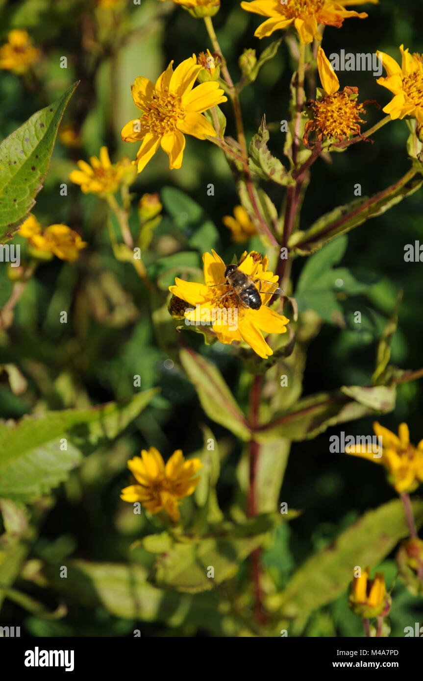 Guizotia abyssinica, Ramtil, Niger seed, with hoverfly Stock Photo