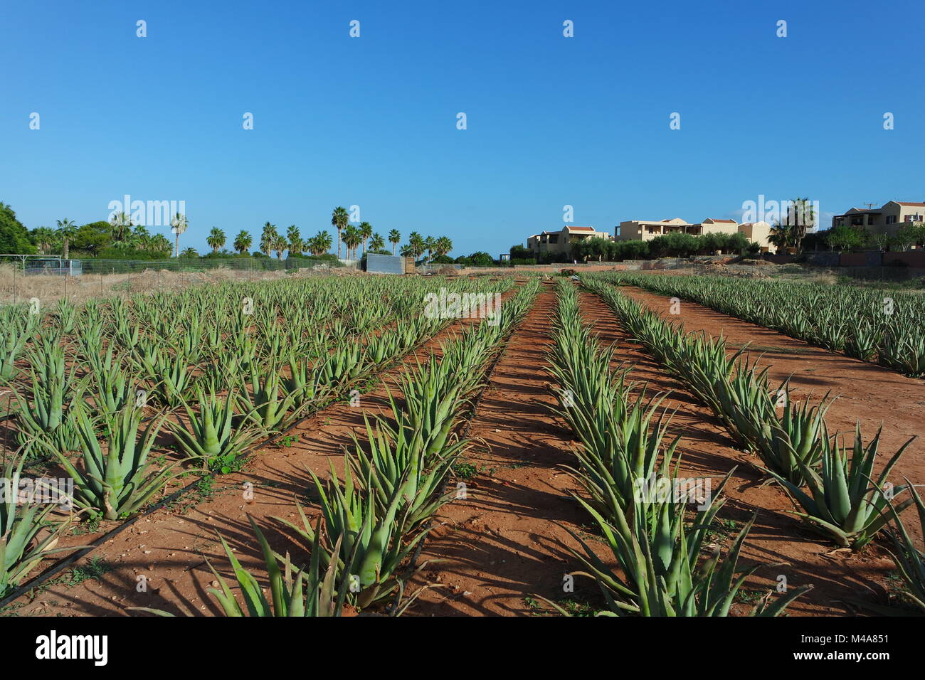 Aloe vera field on Crete Stock Photo - Alamy