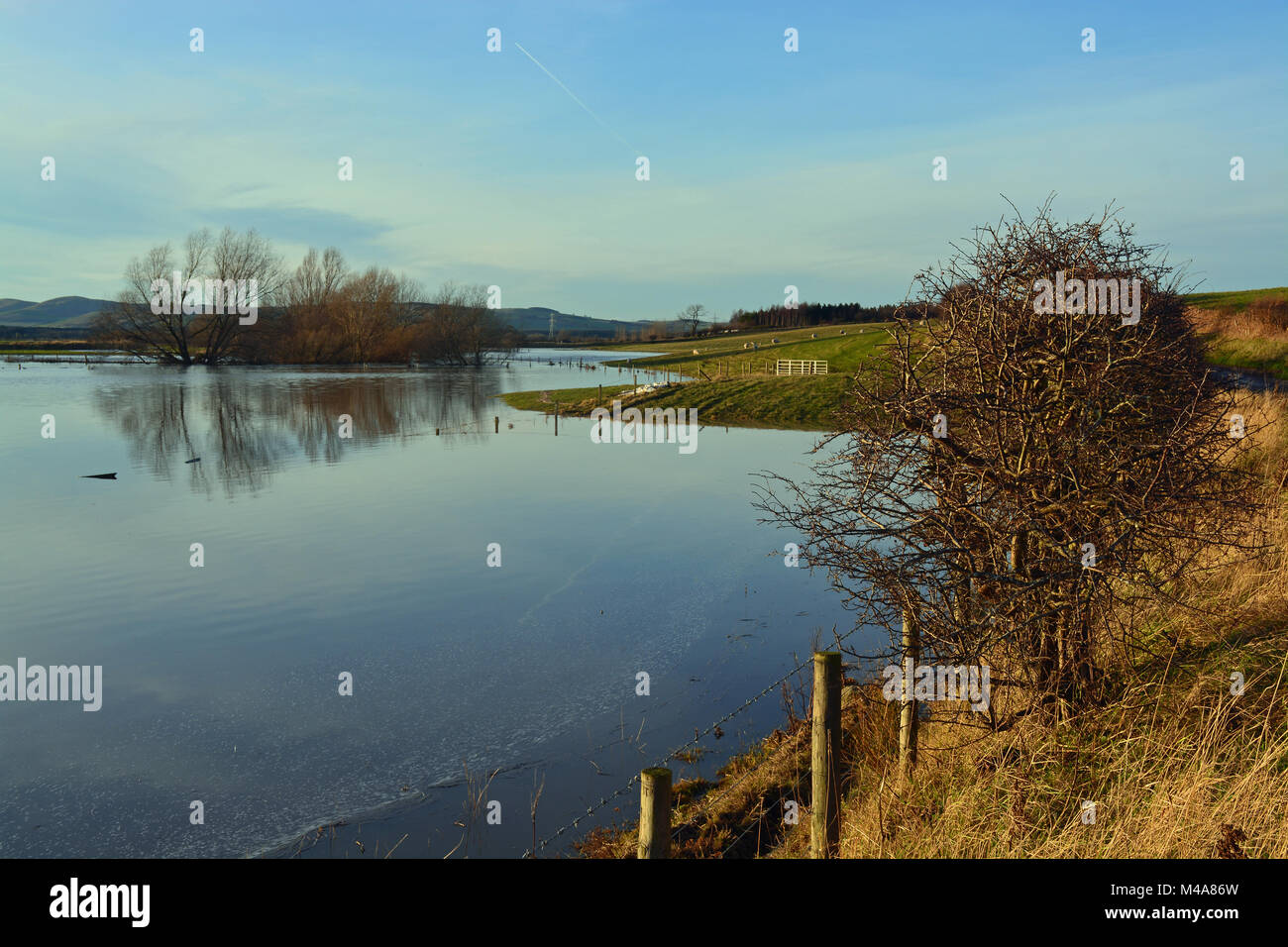 River Till in flood, Northumberland Stock Photo - Alamy