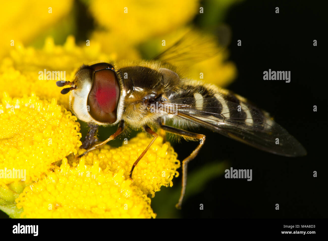 Scaeva pyrastri (a wasp-mimic hoverfly) feeding on Tansy (Tanacetum vulgare) flowers Stock Photo