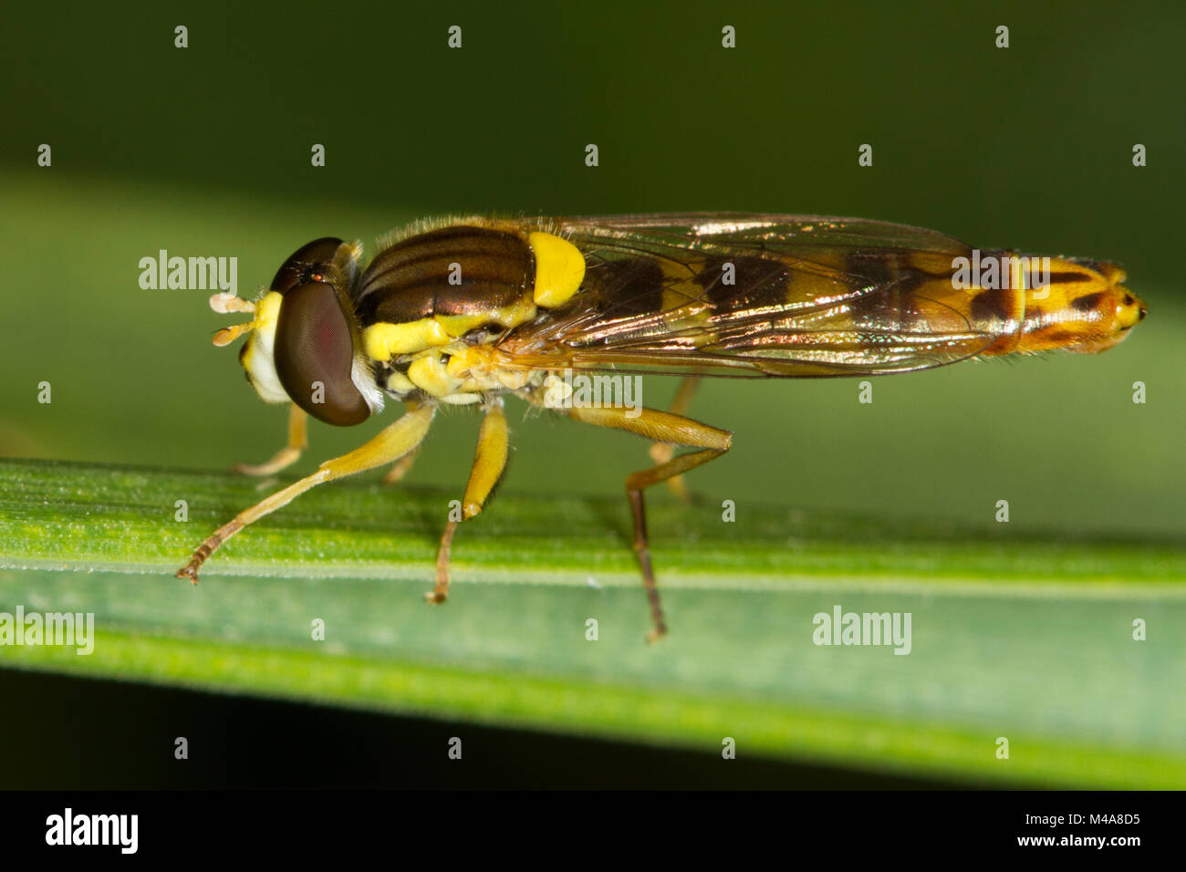 Sphaerophoria sp., a wasp-mimic hoverfly, resting on a blade of grass Stock Photo
