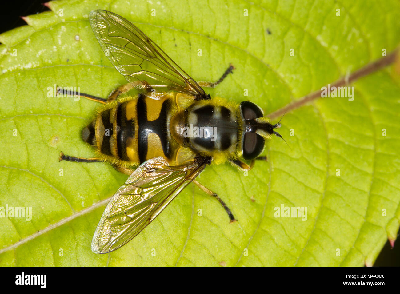 Myathropa florea hoverfly resting on a leaf Stock Photo