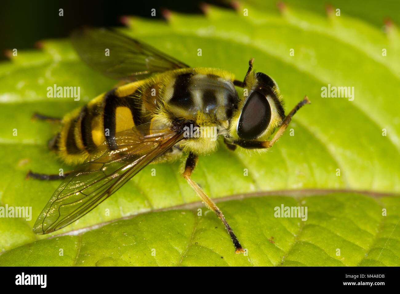 Myathropa florea hoverfly cleaning its eyes with its forelegs Stock Photo