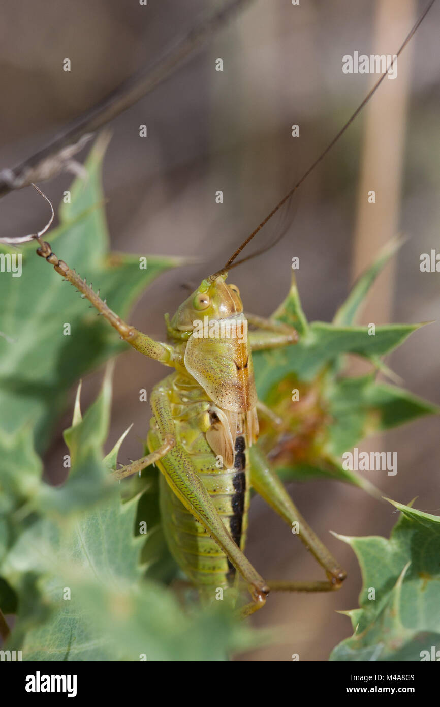 bush-cricket (Tettigoniidae) on a thistle.  Extremadura, Spain Stock Photo