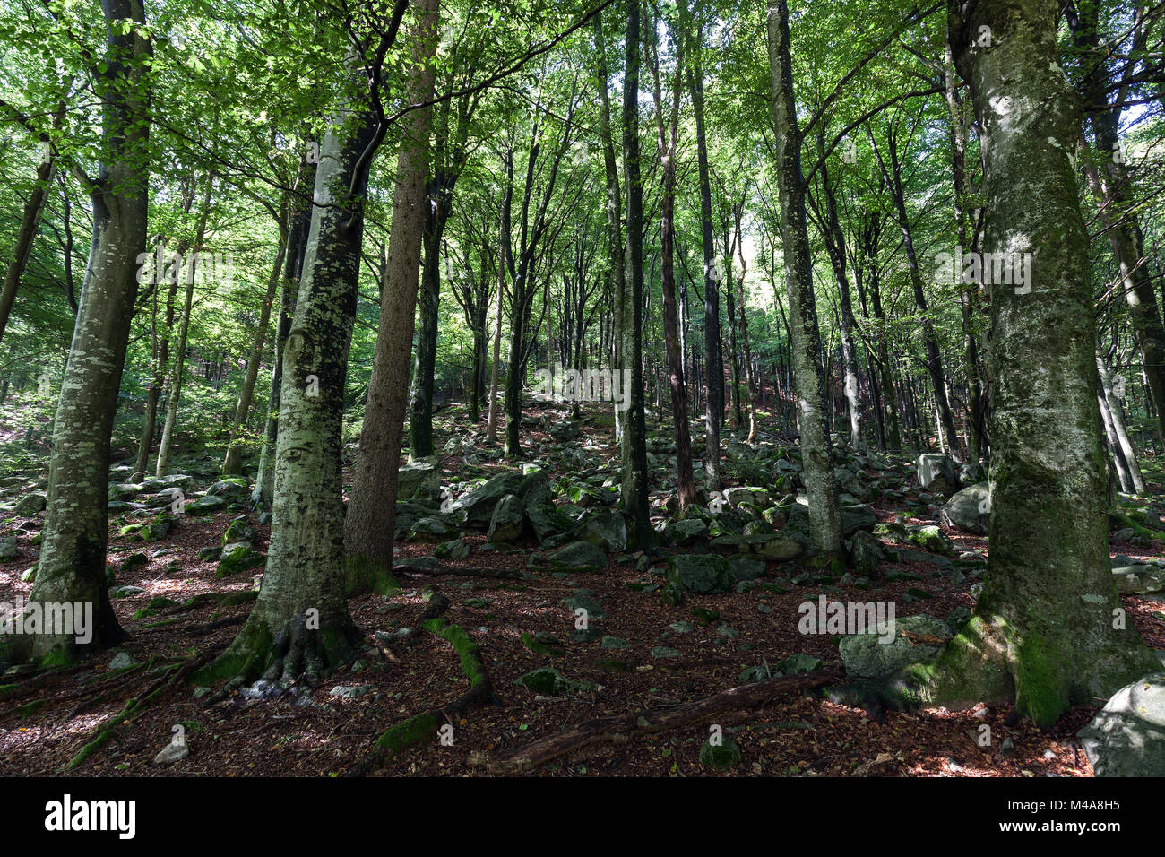Forest along the Verzasca trail between Lavertezzo and Brione,Verzasca Valley,Valle Verzasca,Canton Ticino,Switzerland Stock Photo