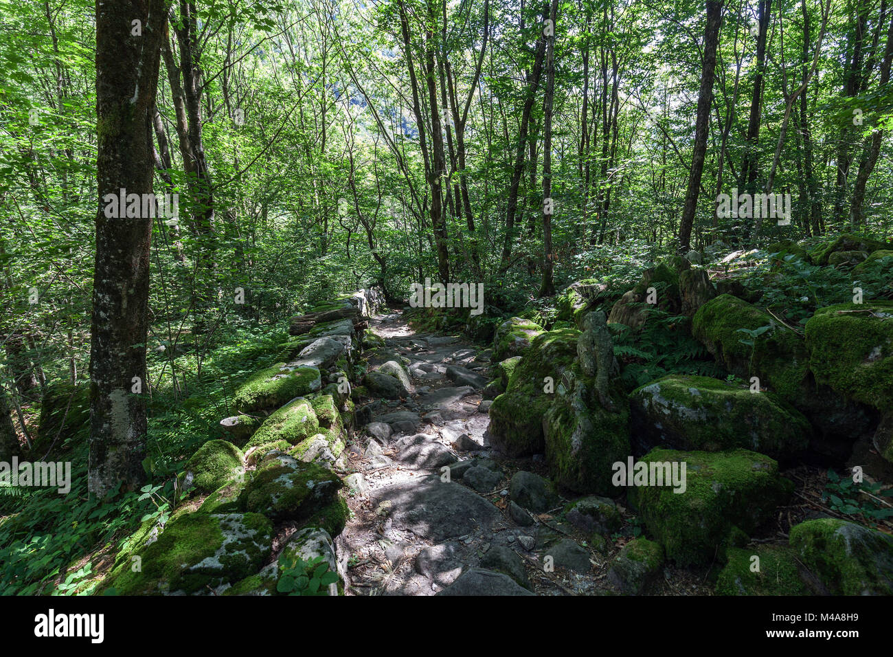 Hiking trail through the forest along Verzasca between Lavertezzo and Brione,Verzasca Valley,Valle Verzasca,Canton Ticino Stock Photo