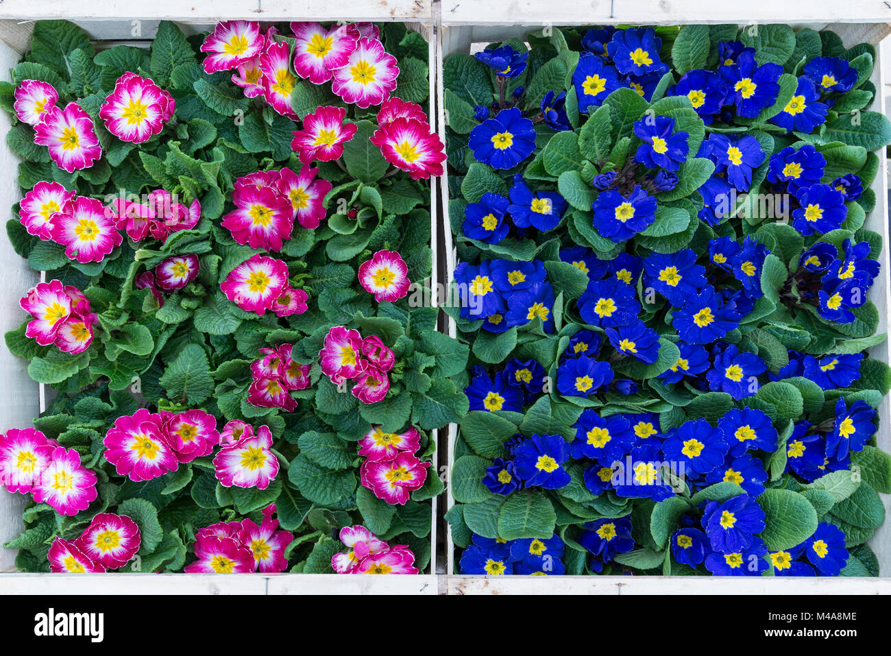 Red and blue Primroses (Primula) in boxes for sale,Bavaria,Germany ...