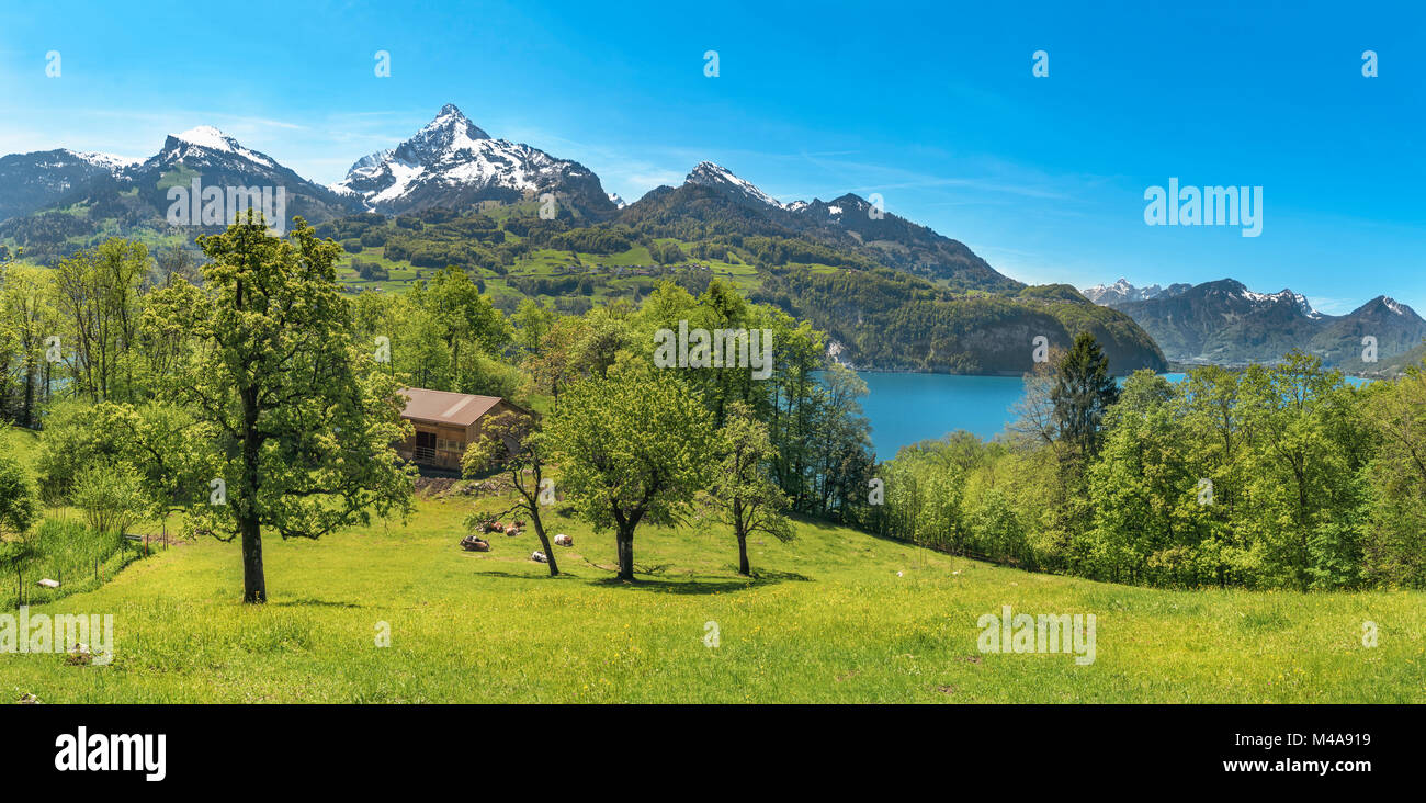 Walensee Spring Spring landscape with green meadows, cows, a stable between trees, the ...