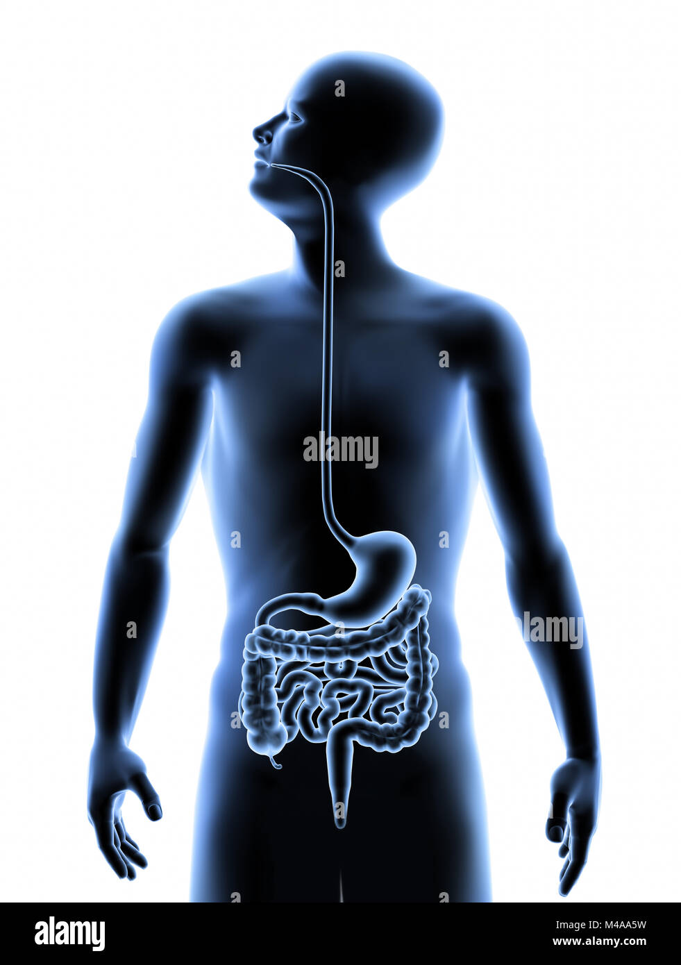 The Human Body - Digestive System. X-Ray Effect. 3D illustration Stock Photo