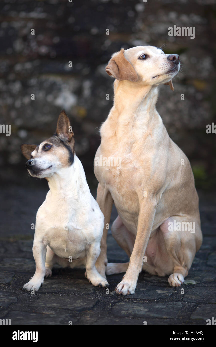 Jack Russell Terrier und Mischlingshund lauschen aufmerksam. Stock Photo