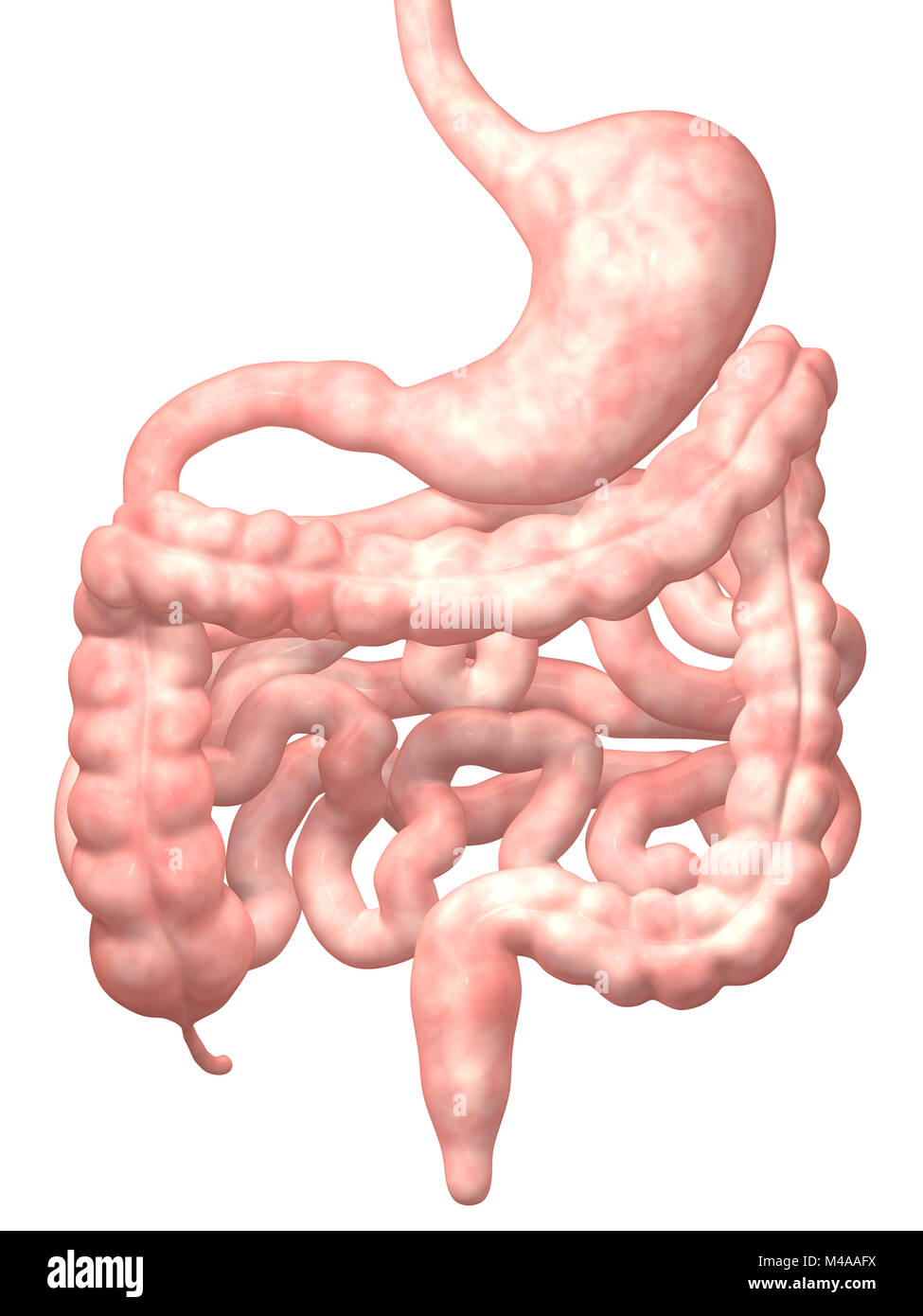 Human Digestive System isolated on White Background. Medical Concept Stock Photo
