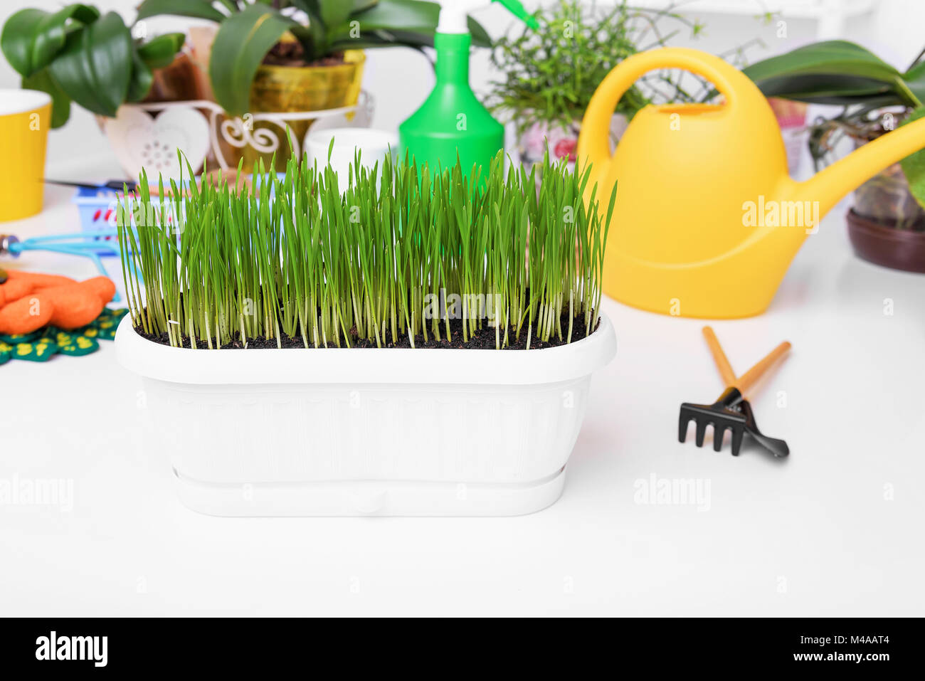 Green grass in a pot for flowers. Stock Photo
