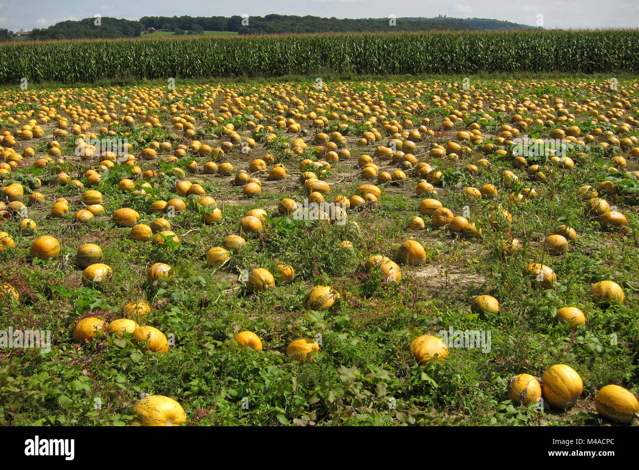 Bountiful harvest of pumpkins in a field in Styria, Austria Stock Photo