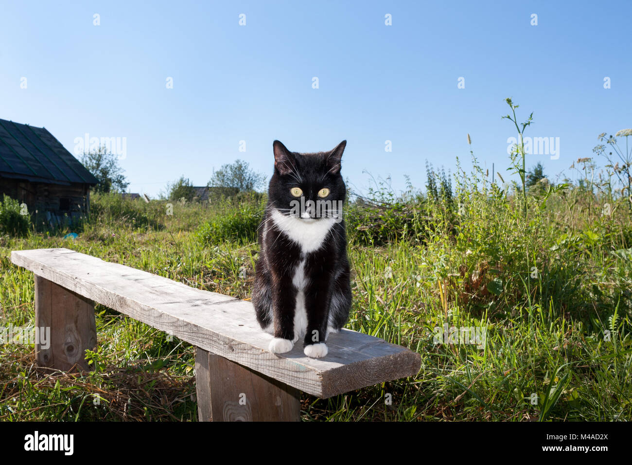 Black and white cat is sitting on wooden bench among the green grass in ...