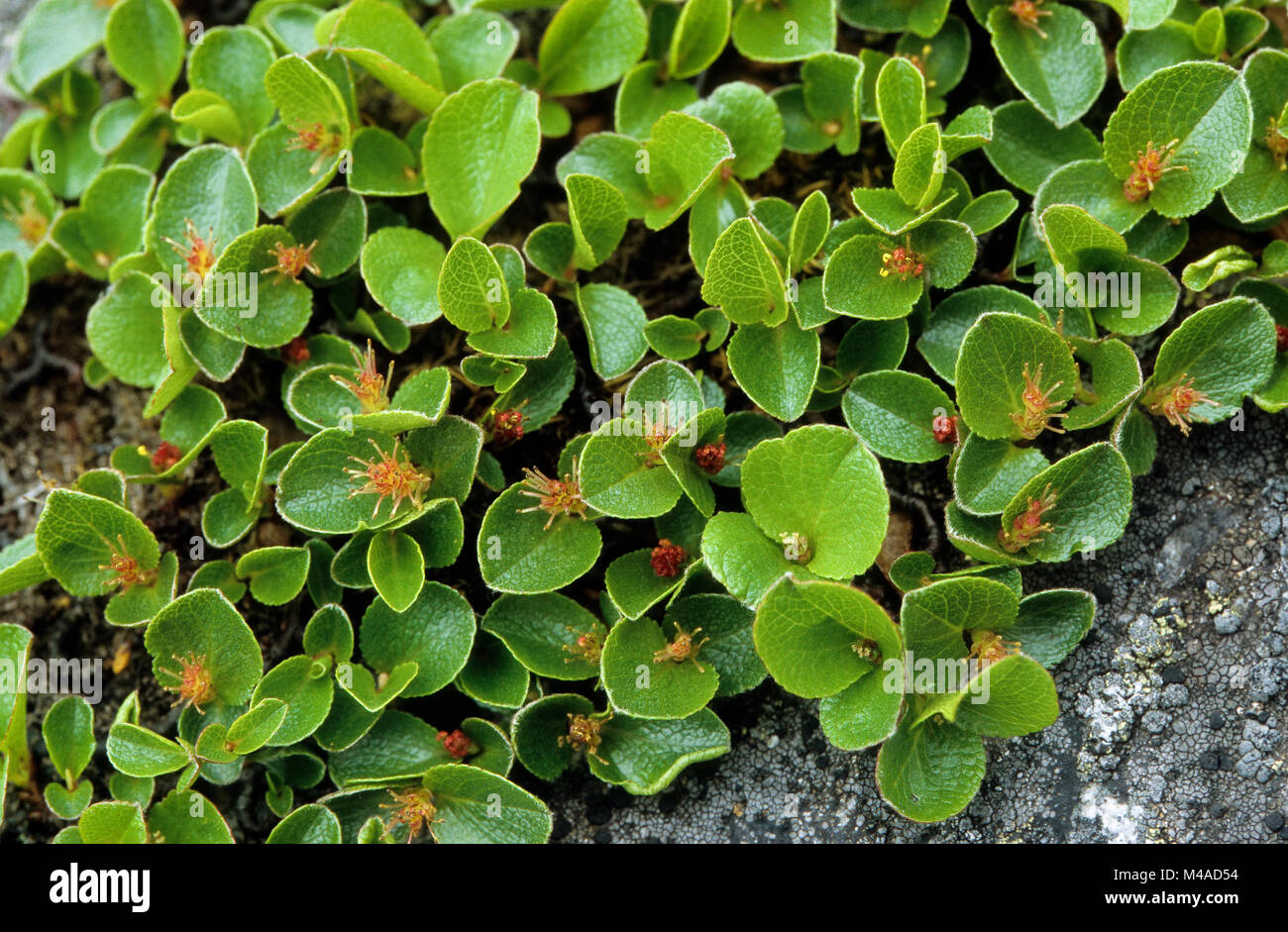 Krautige Weide, Kraut-Weide, Krautweide, Weide, Salix herbacea, Früchte, Dwarf Willow Stock Photo