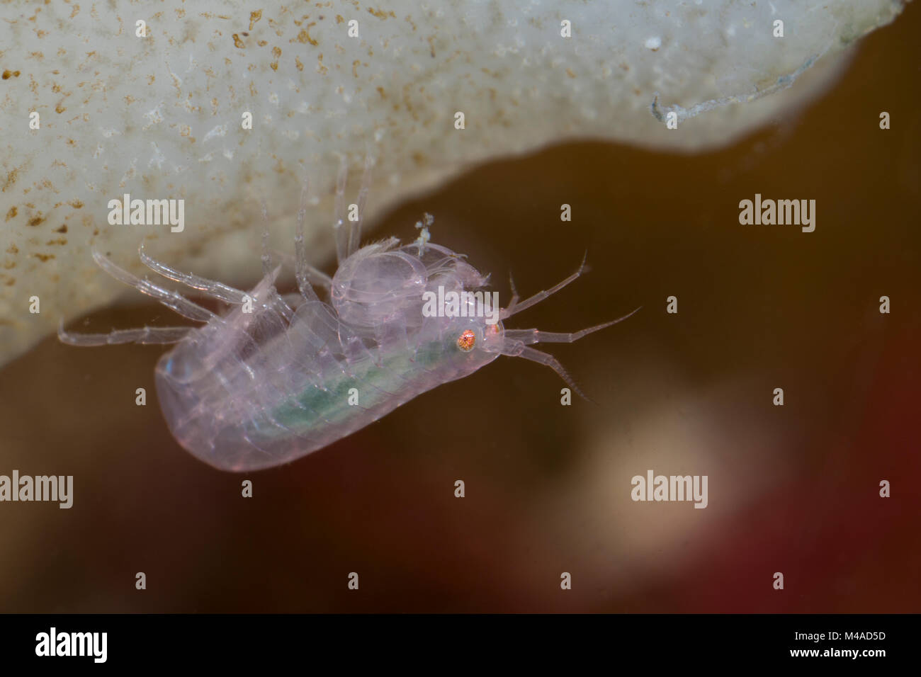 Flohkrebs lebt im Inneren einer Ascidie, Manteltier, Leucothoe spinicarpa, Gammarus spinicarpa, Leucothoe articulata, Commensal Amphipod, amphipod, am Stock Photo