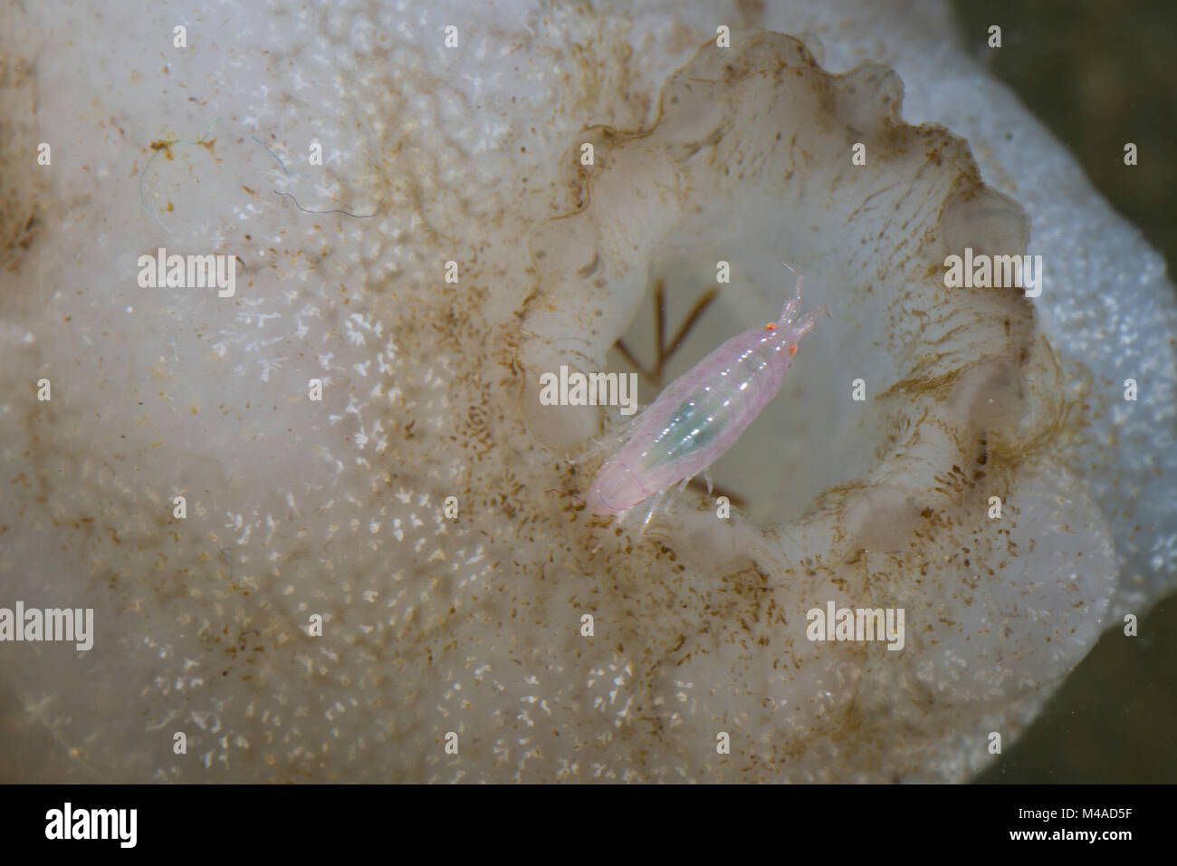 Flohkrebs lebt im Inneren einer Ascidie, Manteltier, Leucothoe spinicarpa, Gammarus spinicarpa, Leucothoe articulata, Commensal Amphipod, amphipod, am Stock Photo