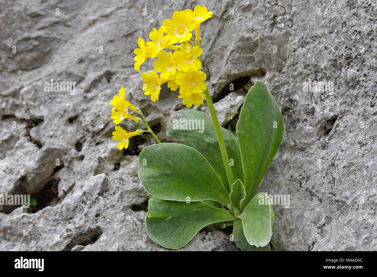 Yellow Primula Auricula growing on rock, Mountain Cowslip Stock Photo