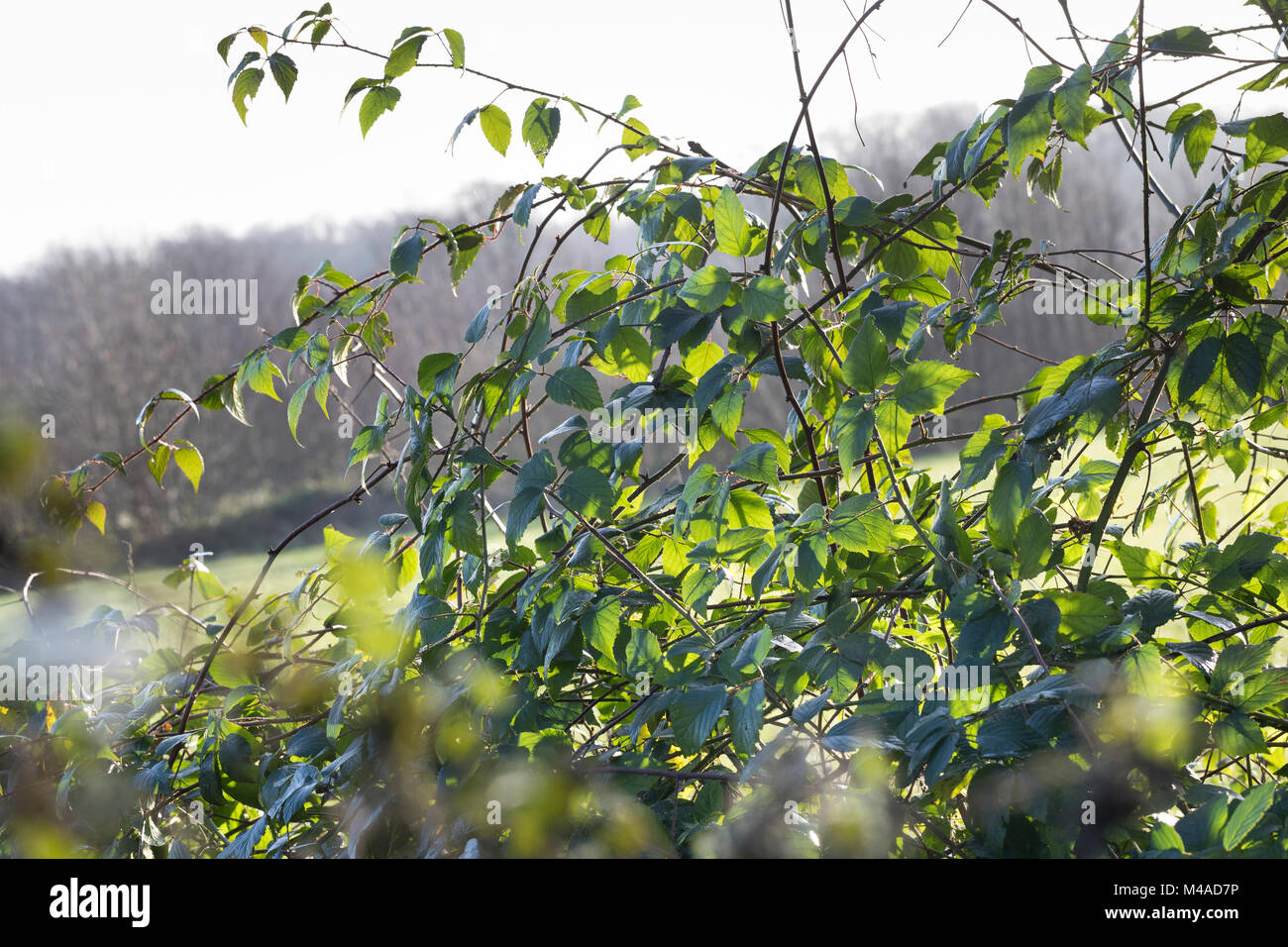 Brombeere, Echte Brombeere, Ranke, Ranken, rankend, Brombeerranke, Brombeerranken, Rubus fruticosus agg., Rubus sectio Rubus, blackberry, bramble, ron Stock Photo