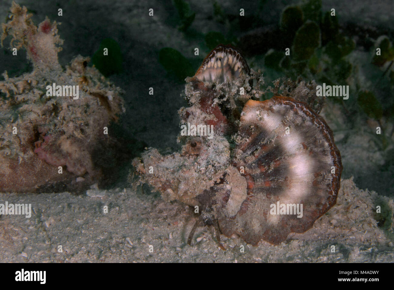 Demon stinger (Inimicus didactylus) near Panglao Island, Philippines Stock Photo