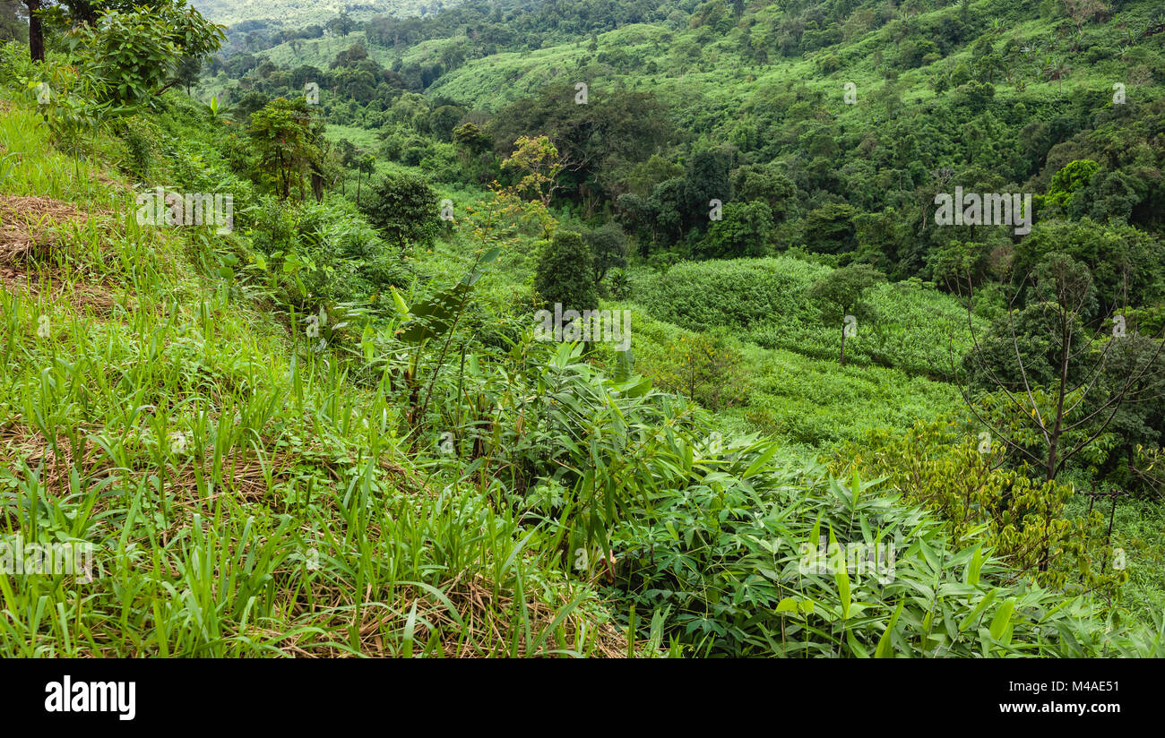 Tropical monsoon forest hires stock photography and images Alamy