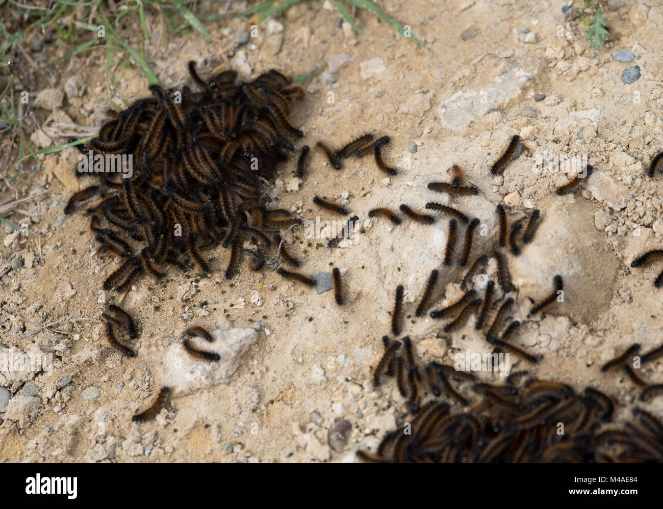 Group family of new born spring caterpillars on the ground Stock Photo ...